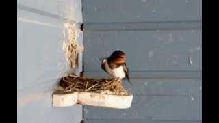 Barn Swallow nest building project [upl. by Adla801]