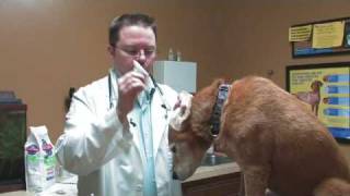 Dog Care Tips  Cleaning a Canine Ear Canal [upl. by Vanhook659]