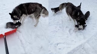 Cute Husky Puppies Help Owner With Shoveling Snow  WooGlobe Funnies [upl. by Bax979]