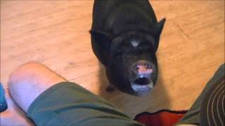 Pigs Reaction to a Pickled Onion [upl. by Tekcirc]