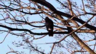 Pied Currawong call [upl. by Aneleairam]