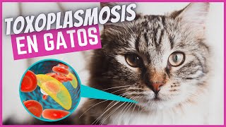 Toxoplasmosis en gatos  peligros síntomas amp tratamiento [upl. by Ahsiuqal]