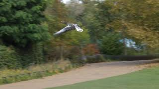 Greylag Goose decides to fly [upl. by Cire]