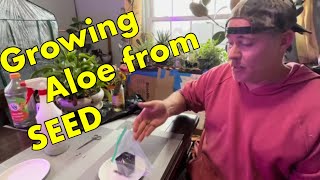 Growing Aloe from seedThe easiest method for success [upl. by Notserk334]