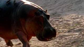 Deadly Hippos kills dozens of people every year [upl. by Fredelia]