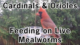 Cardinal and Oriole Feeding on Mealworms [upl. by Tressia]