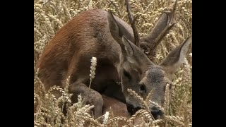 Rehböcke in der Paarungszeit Roebucks in the mating season [upl. by Annahael]