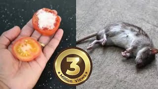 How To Kill Rats Within 30 minutes  Home Remedy Magic Ingredient  Mr Maker [upl. by Ynoyrb]