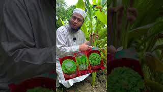 হলুদ গাছের ফুলের অজানা সব উপকারী গুণ হলুদ follow turmeric krisokerdorpon highlights [upl. by Antin325]