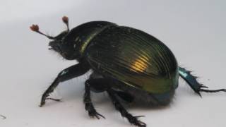 Meet an Insect Scarab Beetle [upl. by Lowell]