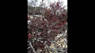 Web worms eating the foliage off purple plum trees [upl. by Llert]