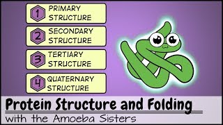 Protein Structure and Folding [upl. by Acinyt]