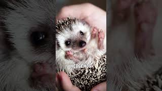 The Top 10 Cutest Animals on Earth [upl. by O'Connell834]