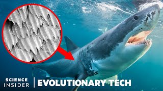 How Shark Scales Unique Design Could Stop Bacteria Spread  Evolutionary Tech [upl. by Norok]