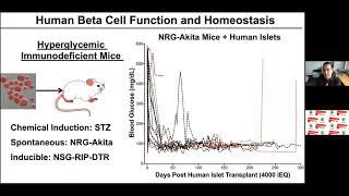 Webinar Exploring Humanized Mouse Models for Diabetes Research and Beyond [upl. by Baskett632]