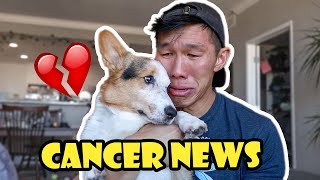 My Corgis Cancer News and Giving Him The Best Day  Life After College Ep 765 [upl. by Natsreik]