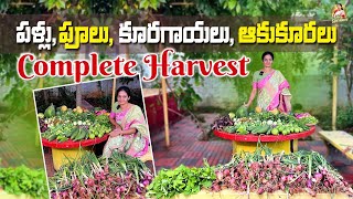 సంపూర్ణ Harvest 😇ఇక బయట కొనవలసినవి ఏమీ లేవు  అన్ని మనమే పండించేసాము MADGARDENER [upl. by Ettelra]