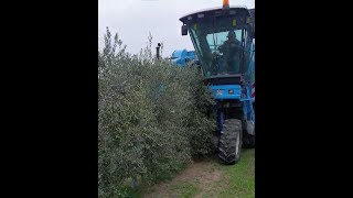 Oliveto Intensivo di Arbequina LA RACCOLTA A MACCHINA [upl. by Nolat]