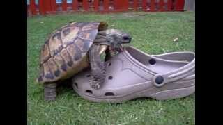 Une tortue fait lamour avec une chaussure crocs [upl. by Par]