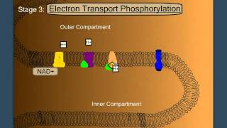 Electron Transport Phosphorylation [upl. by Oech]