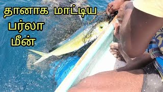 தானாக மாட்டிய பர்லா மீன் mahi mahi fish catching video kuttyisland4862 [upl. by Eiramanin822]