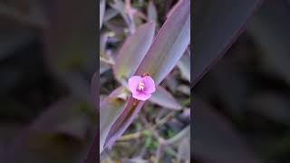 Flor de Tradescantia morada o amor de hombre Tradescantia pallida [upl. by Aneet567]