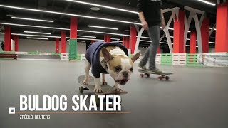 Buldog skater Niezwykły talent psa z Rosji [upl. by Martainn]