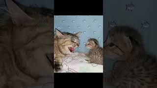 Scared kitten hisses back at the mom cat and she hissing cats kittens shorts rescuekitten [upl. by Kathe414]