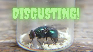 A common blow fly laying eggs [upl. by Jermaine]