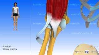 Muscle brachial ou brachial antérieur [upl. by Hafital]