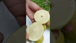 Seedless Lemon Cutting 🥰 fruitcutting homegarden youtubeshorts [upl. by Naor]