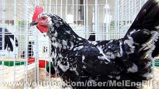 Poule et Coq Gournay  Rare French Chicken Breed  GournayenBray  Normandie [upl. by Ailhat479]