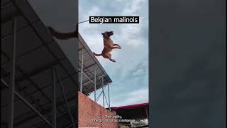 Unbelievable Watch This Belgian Malinois Defy Gravity in an Epic Wall Run [upl. by Adilem]