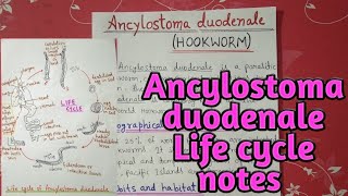 Ancylostoma duodenale life cycle  full notes explain in hindi [upl. by Nylatsirhc]