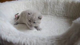 British Shorthair Kitten [upl. by Godfrey]