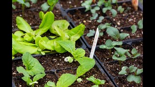 Starting Springtime Vegetable Seeds Indoors From Seed Sowing to Hardening Off Step By Step Growing [upl. by Harris352]