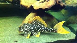 L014 Pleco quotSunshine plecoquot Scobinancistrus aureatus [upl. by Amisoc]