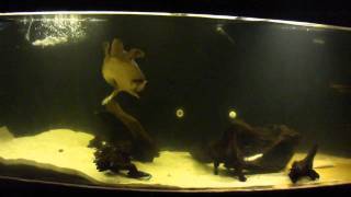 FLY RIVER TURTLE in 300 gallon tank [upl. by Polash360]