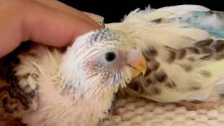 Baby Budgie update 2 [upl. by Hubble]