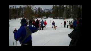 Dog Skijor Race near Glacier National Park [upl. by Mettah136]