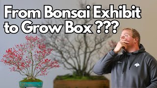 From Bonsai Exhibit to Wooden Box Why We Moved This Winterberry To A Growbox [upl. by Cramer]