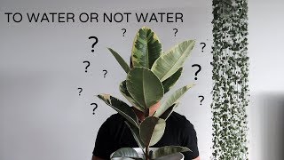 Watering Houseplants  When and How Much Water [upl. by Clute964]