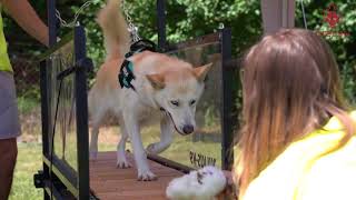 Julius K9 using Firepaw Dog Treadmill on training day [upl. by Fronia]