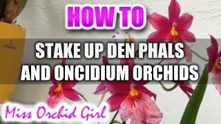 How to stake up Orchids Part 3 Den Phalaenopsis and Oncidium Orchids [upl. by Ylahtan]