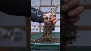 Styling a Dwarf Wisteria Bonsai Milletia bonsaitrees [upl. by Aticilef]