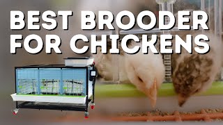 Brooder Starter Kit Assembly Instructions  Cackle Hatchery [upl. by Shyamal291]