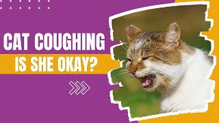 Why Is My Cat Coughing [upl. by Beaumont]