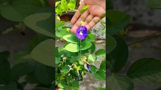 Aparajita from seeds  How to grow aparajita plant from seeds shorts aparajita plants flowers [upl. by Resor]