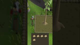 Fastest Woodcutting XP in OSRS 🌳🪓 [upl. by Georgeanne701]