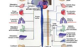 biopsychology fight or flight response [upl. by Saied]